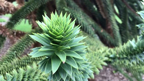 Monkey puzzle branch close up Stock Footage 110696471