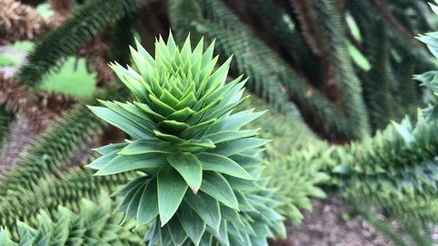 Monkey puzzle branch end close up Stock Footage 115692916