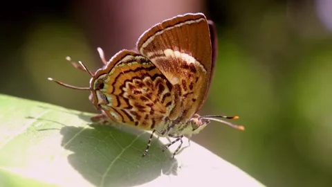 Monkey puzzle butterfly Stock Footage 195006090
