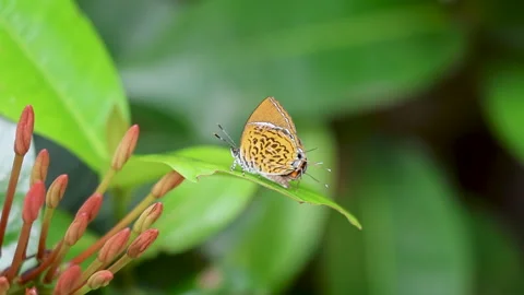 Monkey Puzzle Butterfly Moving Wings on Leaf Video stock 330053328