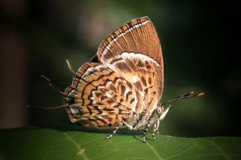 Monkey puzzle butterfly Stock Photos