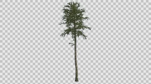 Monkey Puzzle Thin Tall Tree Branches on a Top Araucaria Araucana Coniferous Stock Footage 60115134