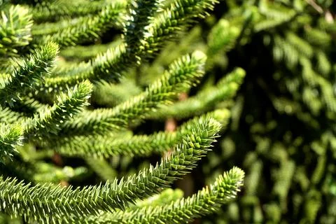 Monkey puzzle tree branches close up, Araucaria araucana green foliage macro Stock Photos