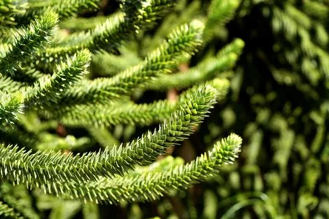 Monkey puzzle tree branches close up, Araucaria araucana green foliage macro Stock Photos