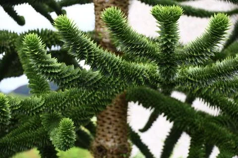 Monkey puzzle tree branches with distinctive spiral foliage Stock Photos