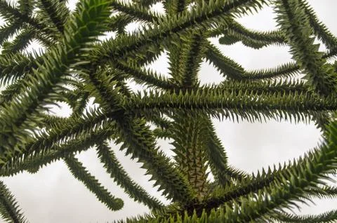 Monkey Puzzle Tree branches Stock Photos