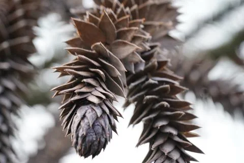 Monkey Puzzle Tree Cone Close Up Nature Photography Stock Photos