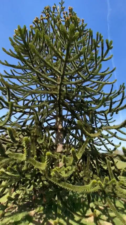 Monkey Puzzle Tree Video stock 170902588