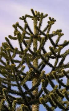 Monkey Puzzle Tree or Chile Pine. Stock Photos