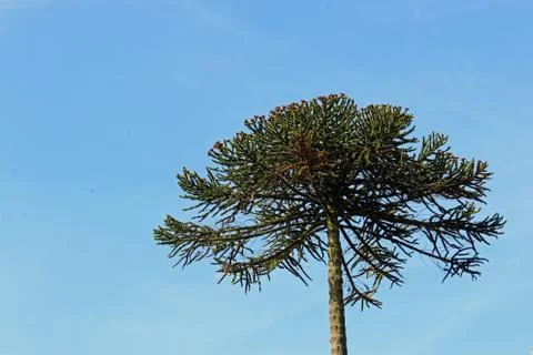 Monkey puzzle tree Stock Photos