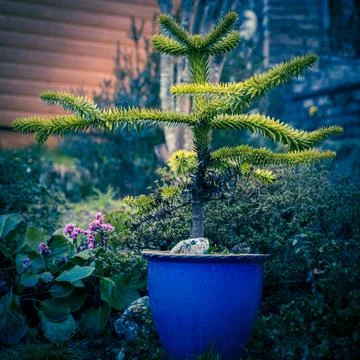 Monkey Puzzle Tree. Stock Photos