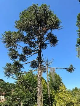 Monkey puzzle tree in the sunlight Stock Photos