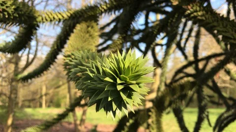 Monkey puzzle twig close up tracking in the golden sunshine Stock Footage 127979395
