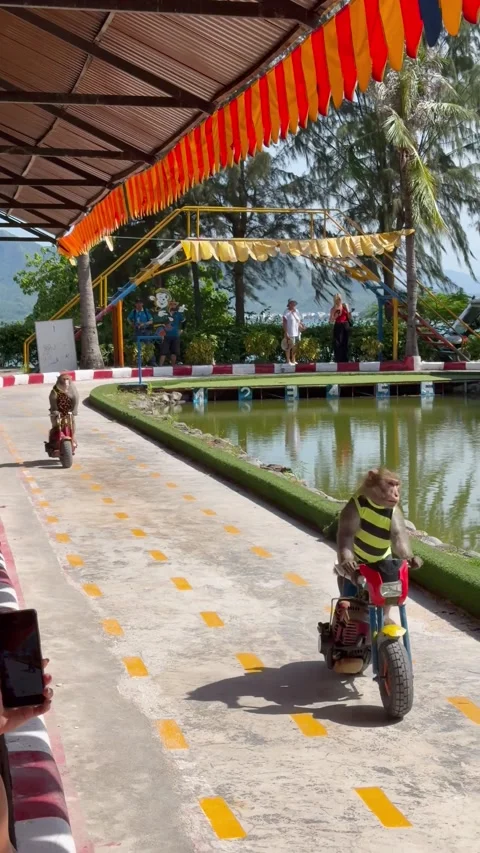 Monkey Race on Little Motorcycles, Monkey Island, Hon Lao, Vietnam - 28 Aug 2026 Stock Footage 346651248