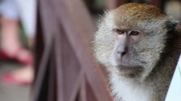 Monkey on Rail Stock Footage 85568055