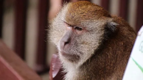 Monkey on Rail Stock Footage 85568056