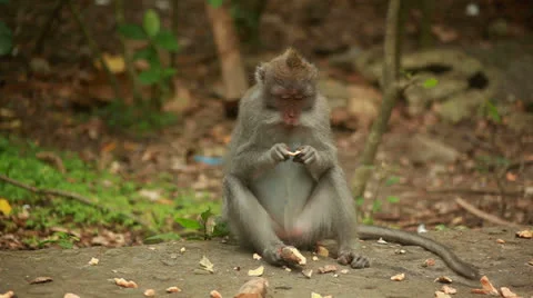 Monkey in rain forest. Stock Footage 26223269