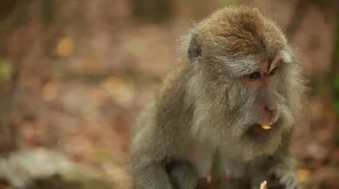 Monkey in rain forest. Stock Footage 26223838