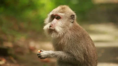 Monkey in rain forest. Stock Footage 26224159