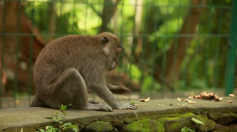 Monkey in rain forest. Stock Footage 26224308