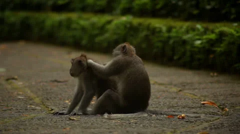 Monkey in rain forest. Stock Footage 26224435