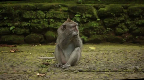 Monkey in rain forest. Stock Footage 26224780