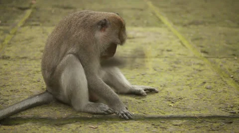 Monkey in rain forest. Stock Footage 26225019