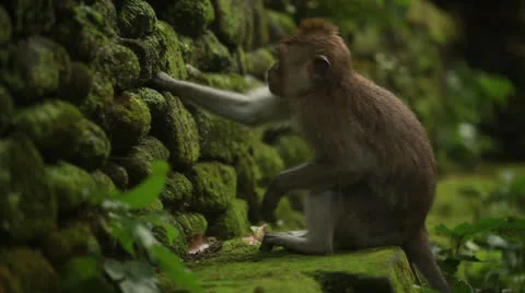 Monkey in rain forest. Stock Footage 26225409