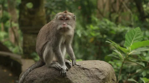 Monkey in rain forest. Stock Footage 26225810