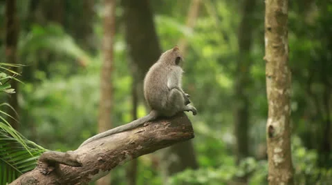 Monkey in rain forest. Stock Footage 26226047