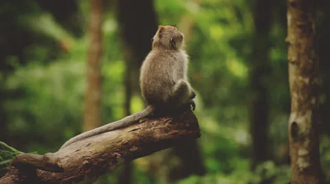 Monkey in rain forest. Stock Footage 26226419