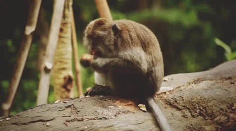 Monkey in rain forest. Stock Footage 26226487