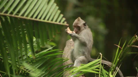 Monkey in rain forest. Stock Footage 26226800