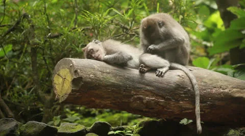 Monkey in rain forest. Stock Footage 26227208