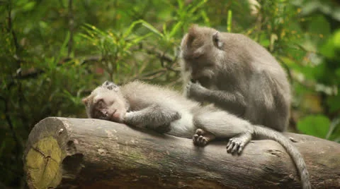 Monkey in rain forest. Stock Footage 26227297