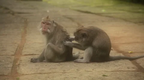 Monkey in rain forest. Stock Footage 26227720