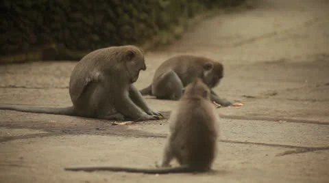 Monkey in rain forest. Stock Footage 26227863