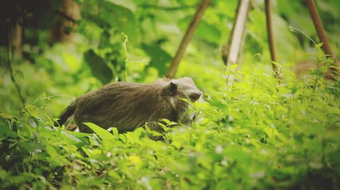 Monkey in rain forest. Stock Footage 26228221