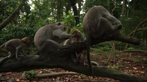 Monkey in rain forest. Stock Footage 26228539