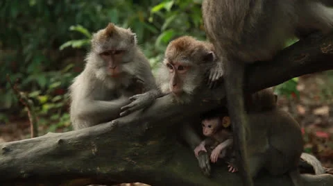 Monkey in rain forest. Stock Footage 26228722