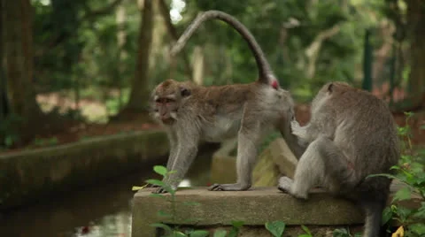 Monkey in rain forest. Stock Footage 26229083