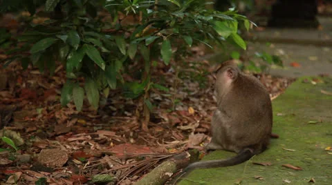Monkey in rain forest. Stock Footage 26229325