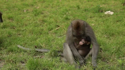 Monkey in rain forest. Stock Footage 26229677