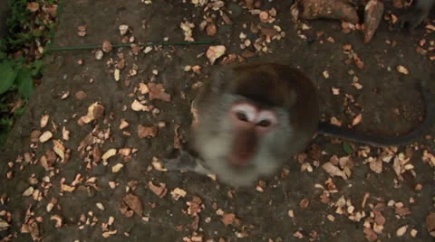 Monkey in rain forest. Stock Footage 26229755