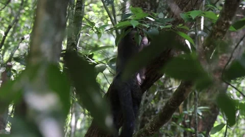 Monkey in rain forest Stock Footage 227569537