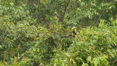 Monkey in Rainforest Stock Footage 81228218