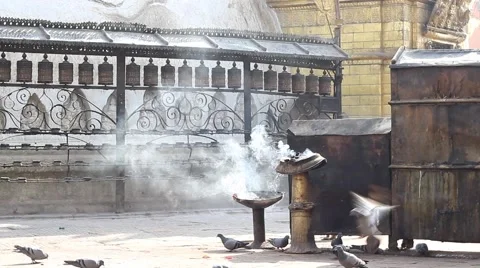 Monkey ran out from behind the corner Stock Footage 59159038