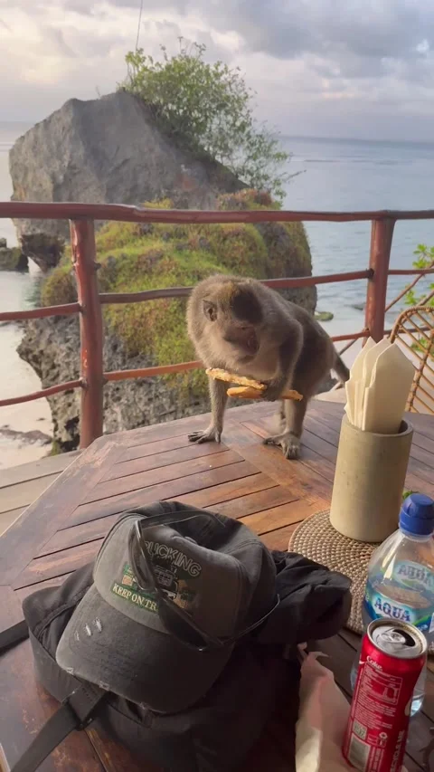 Monkey Ravages the Dinner Table, Uluwatu, Bali - 02 Aug 2025 Stock Footage 316495913