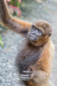 Monkey reaches up Stock Photos