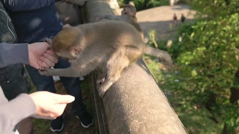 Monkey Reaches For Snack. Lively Monkey Grabs Treat Eagerly. Energetic Monkey Stock Footage 329021720